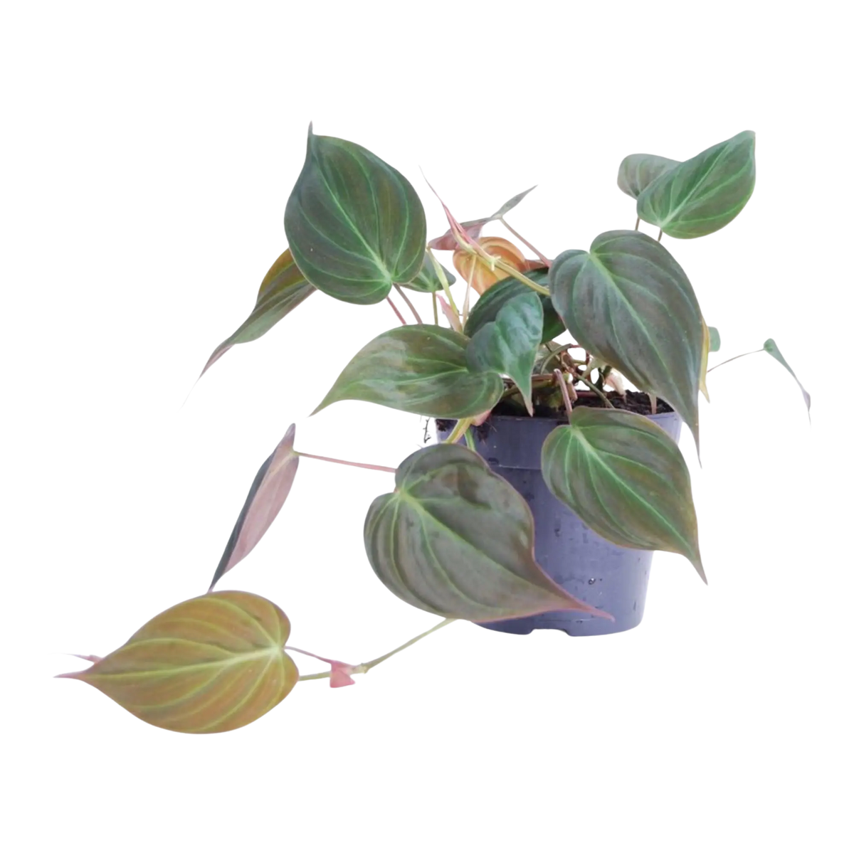 Philodendron scandens 'Micans' Everspring