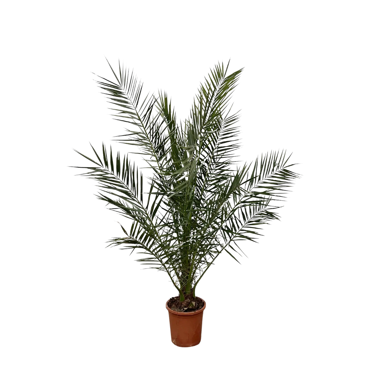 Phoenix Canariensis Everspring