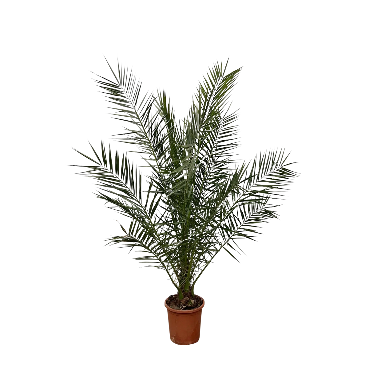 Phoenix Canariensis Everspring