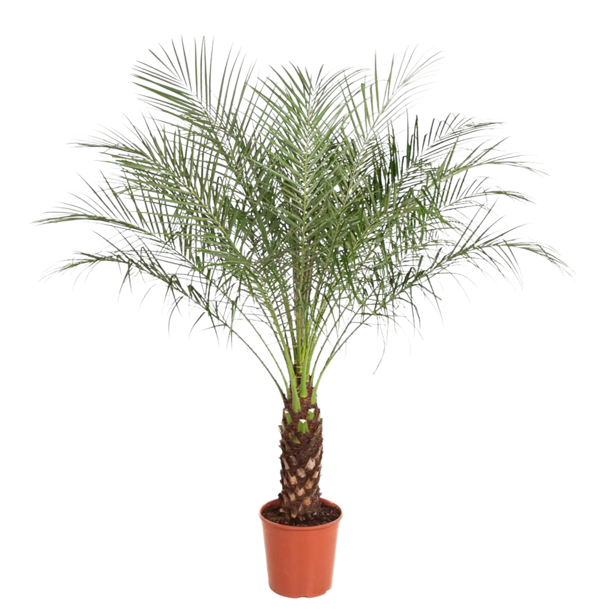 Phoenix Roebelinii op stam Everspring