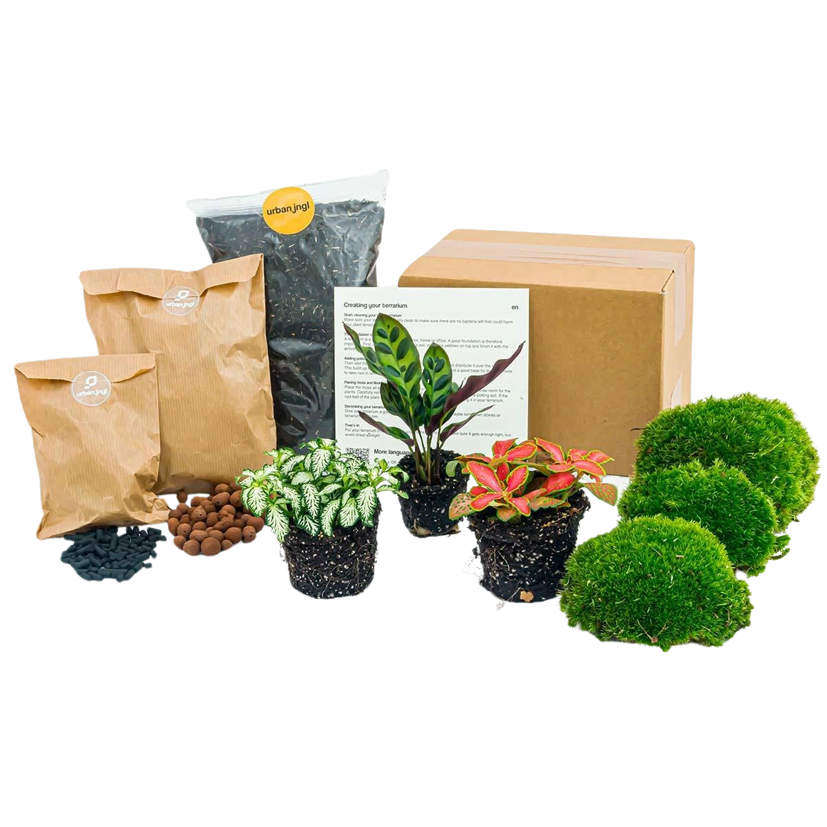 Planten terrarium pakket - Calathea Lancifolia