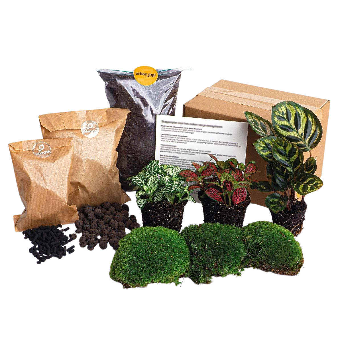 Planten terrarium pakket DIY - Calathea Makoyana