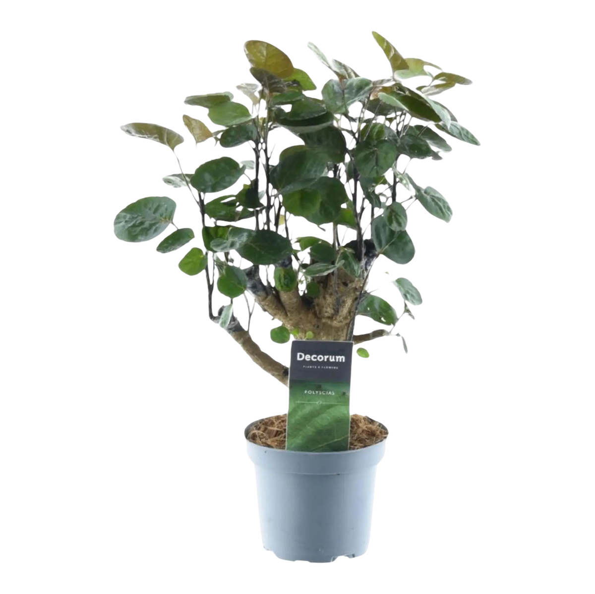 Polyscias Fabian Everspring