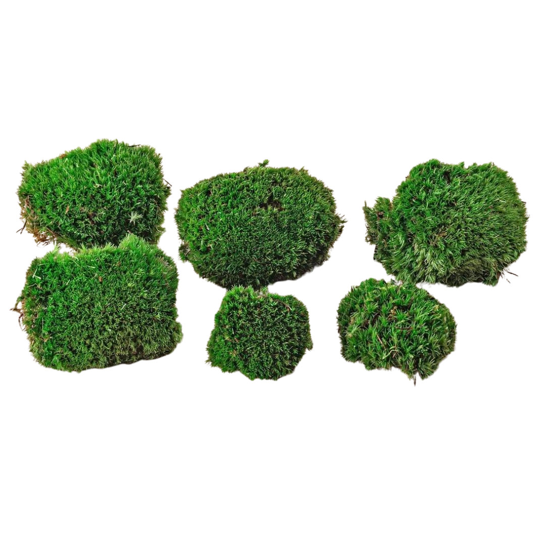 Premium Fresh Moss - 6 stuks