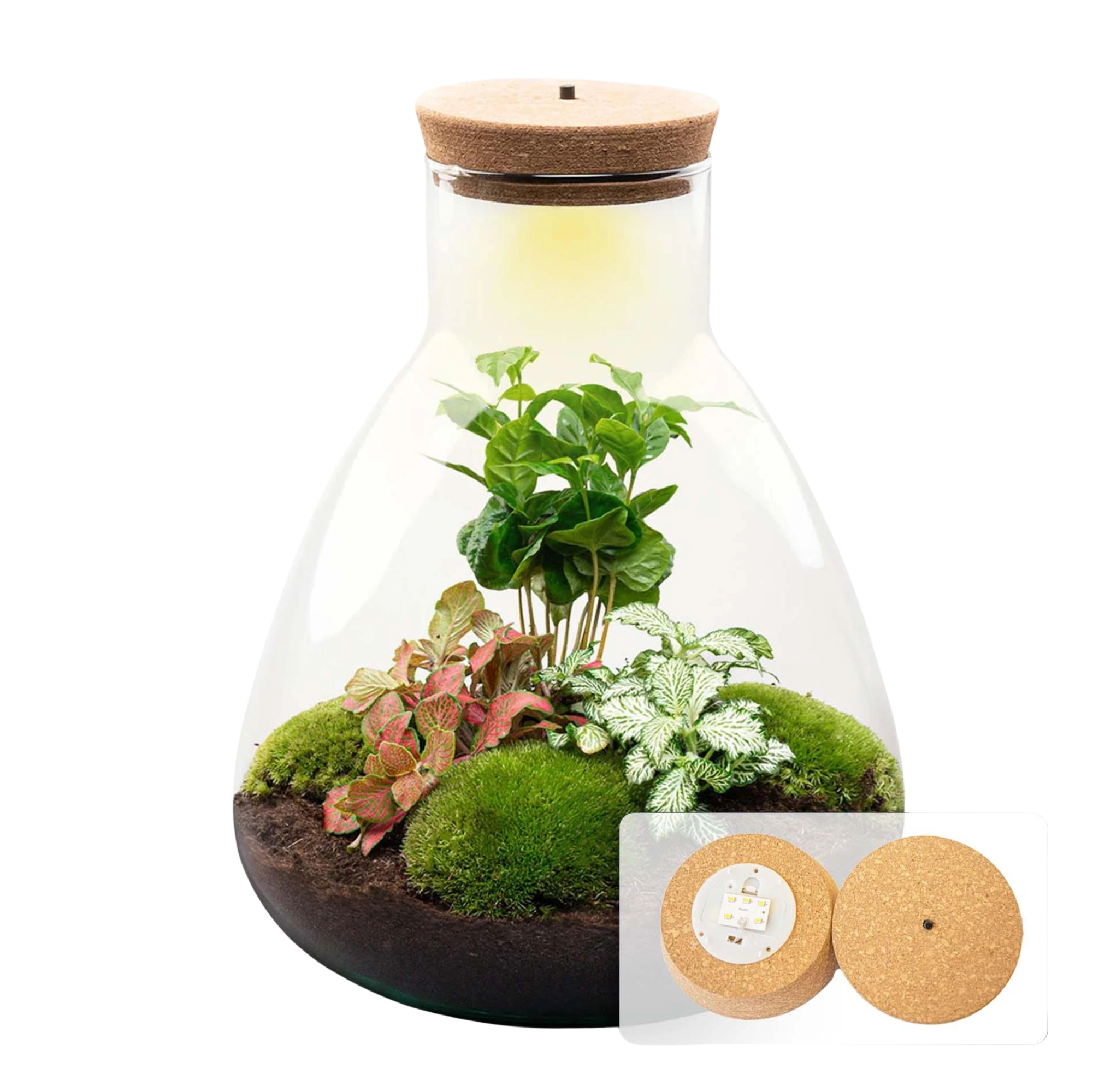 Sammie Coffea Terrarium Everspring