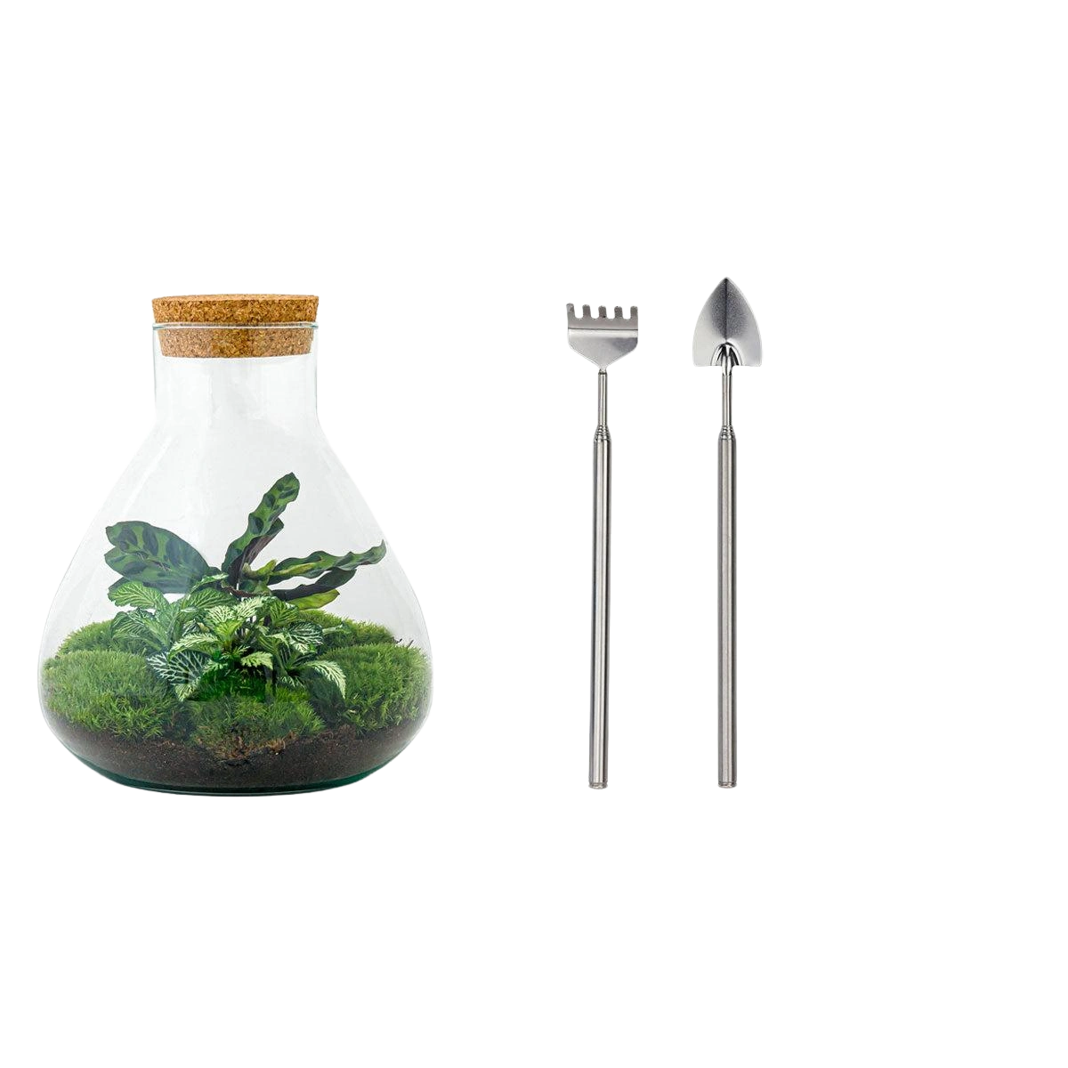 Sammie Terrarium