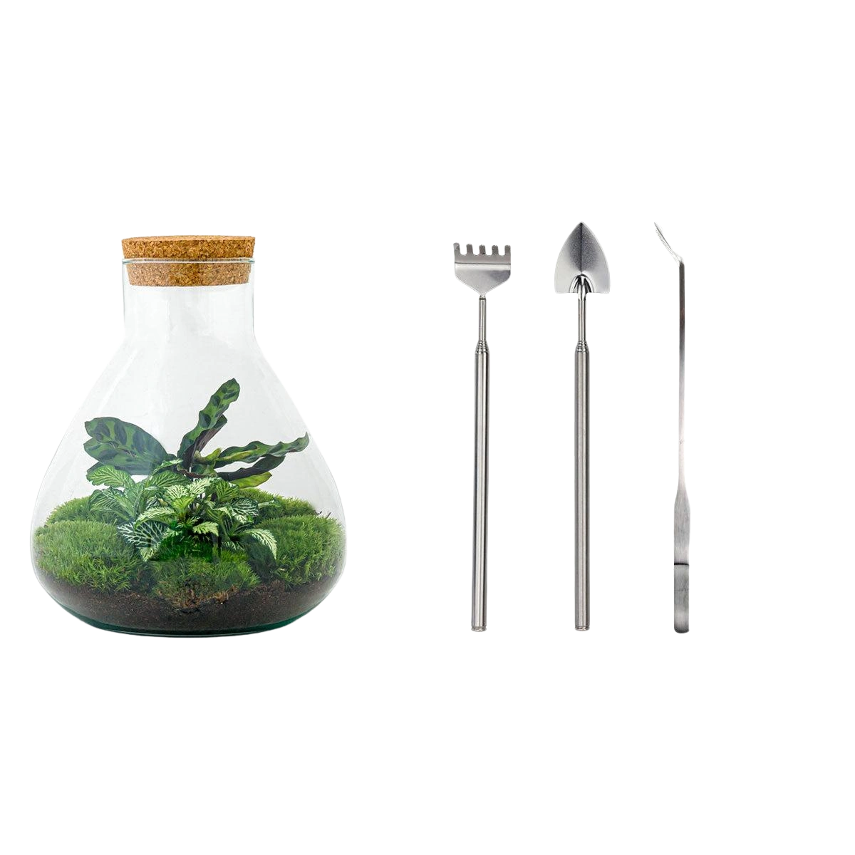 Sammie Terrarium