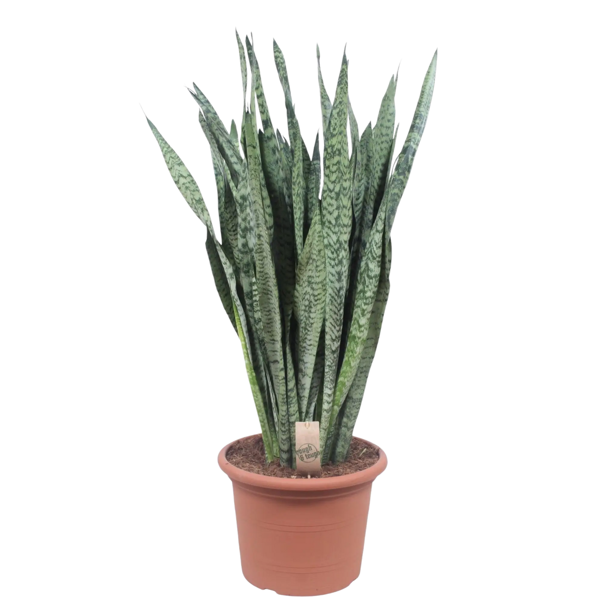 Sansevieria Zeylenica Everspring
