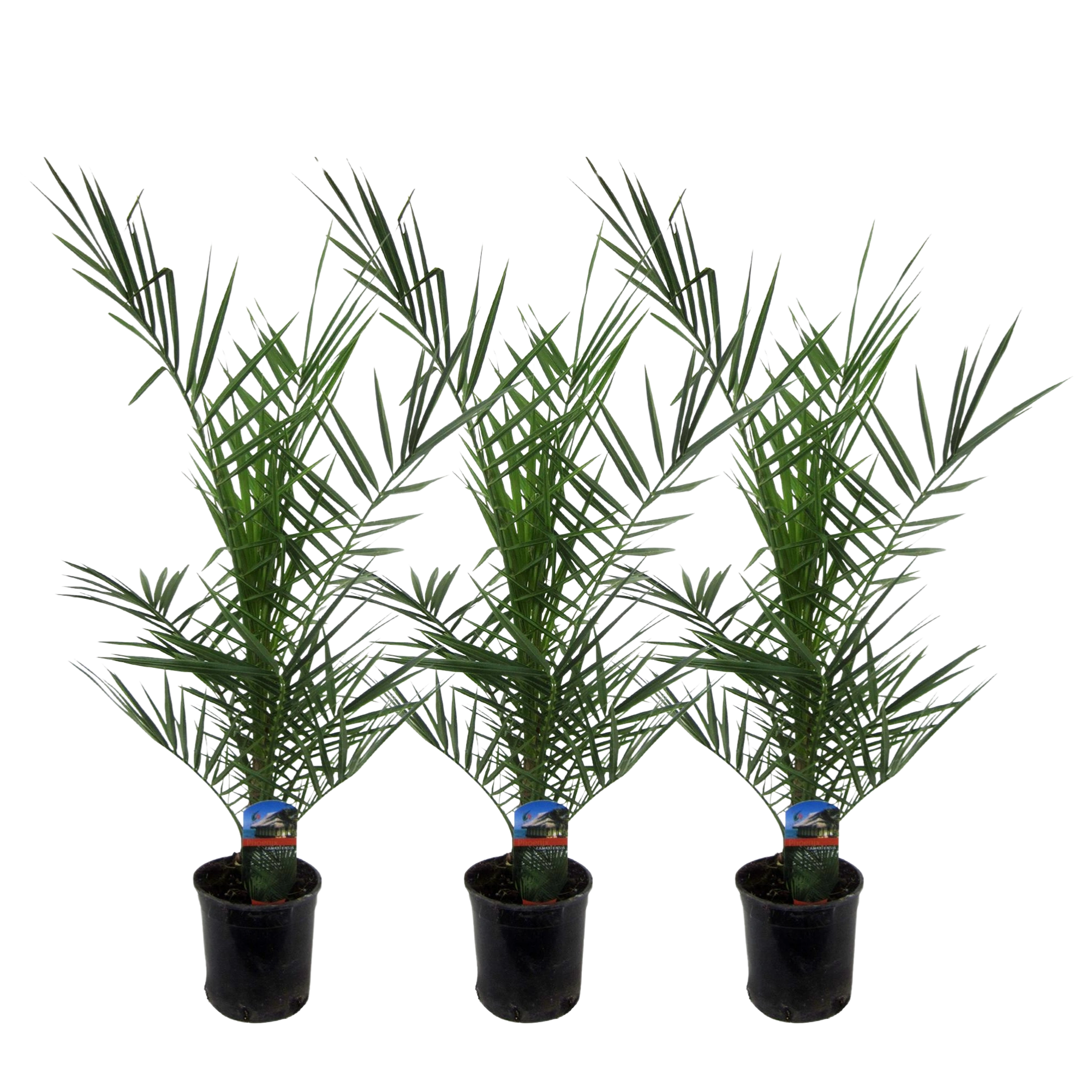 Set van 3 Phoenix Canariensis Everspring