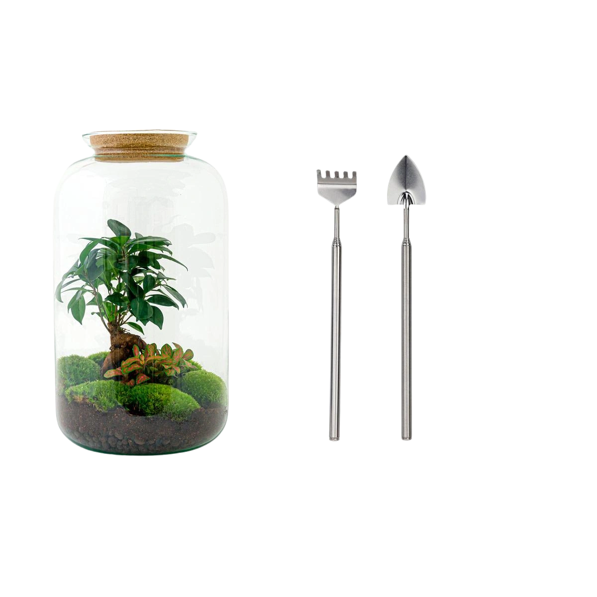 Sven Bonsai Terrarium