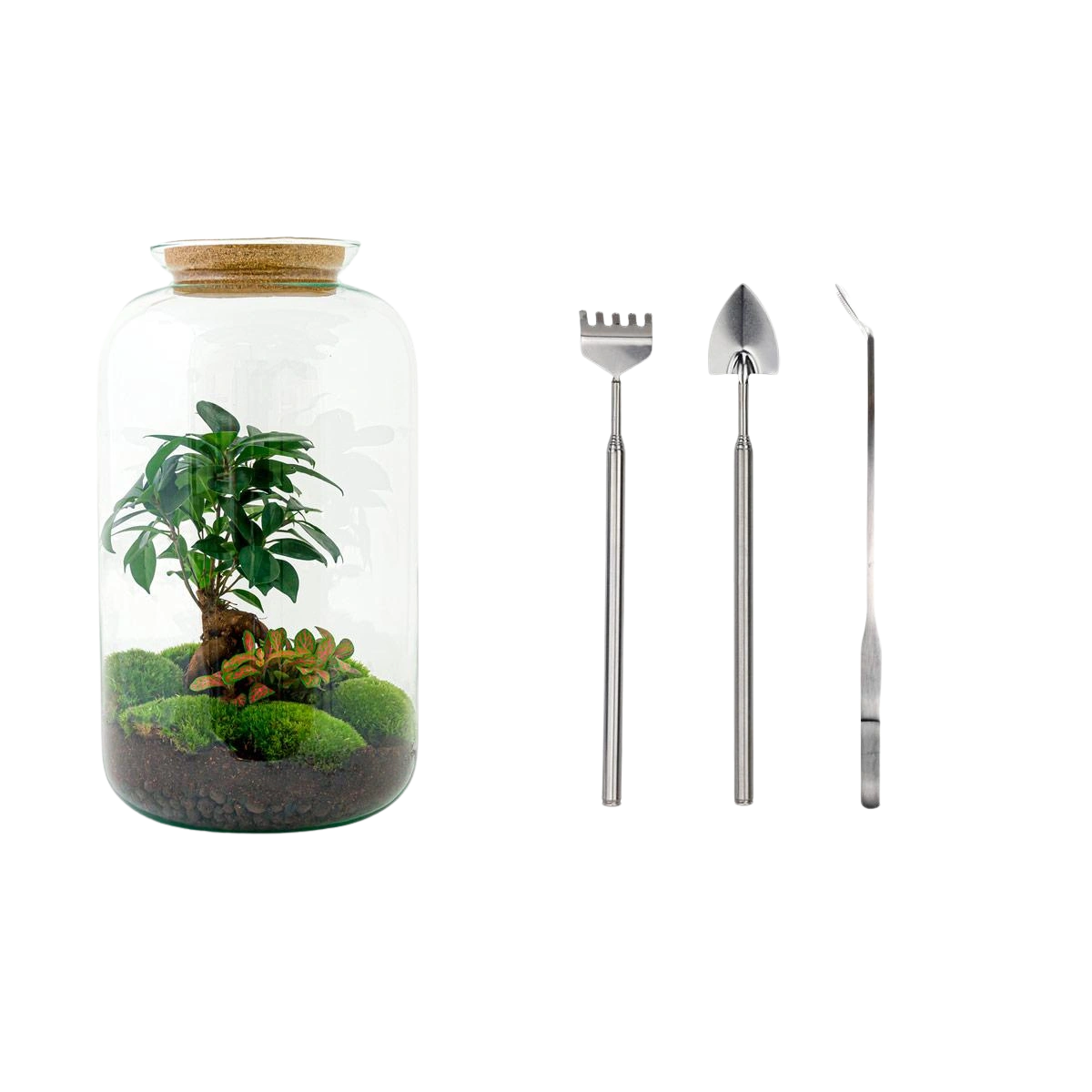 Sven Bonsai Terrarium