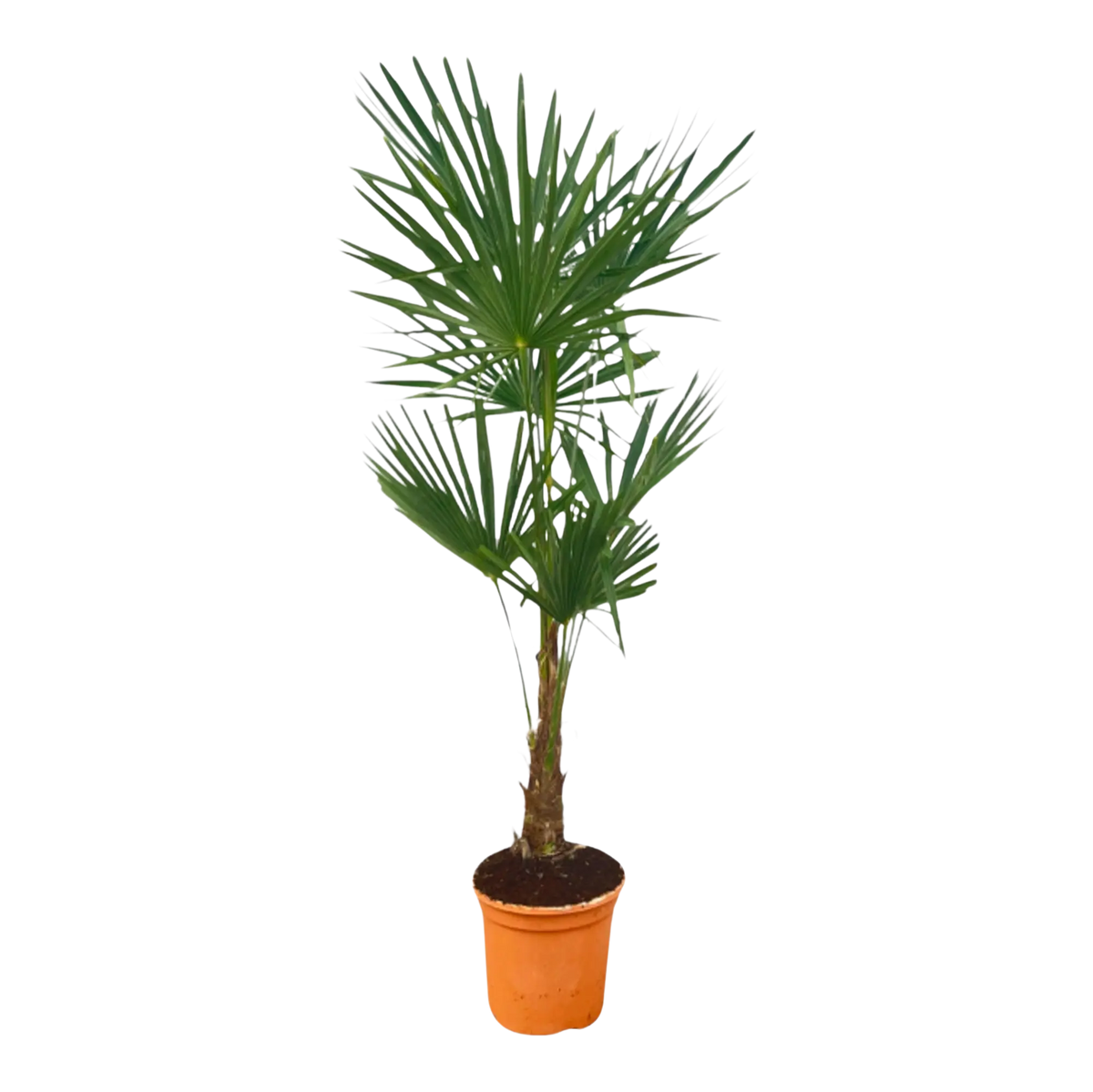 Trachycarpus Fortuneii Everspring