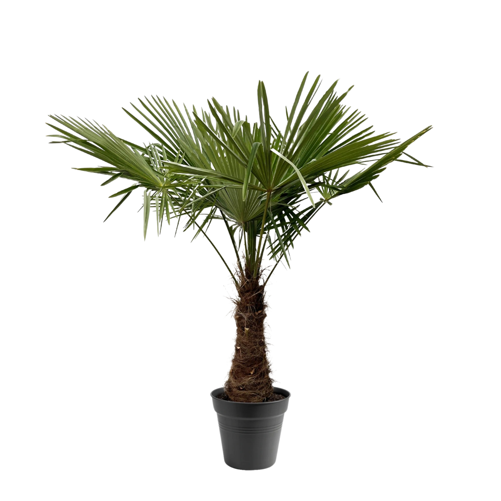 Trachycarpus Fortuneii