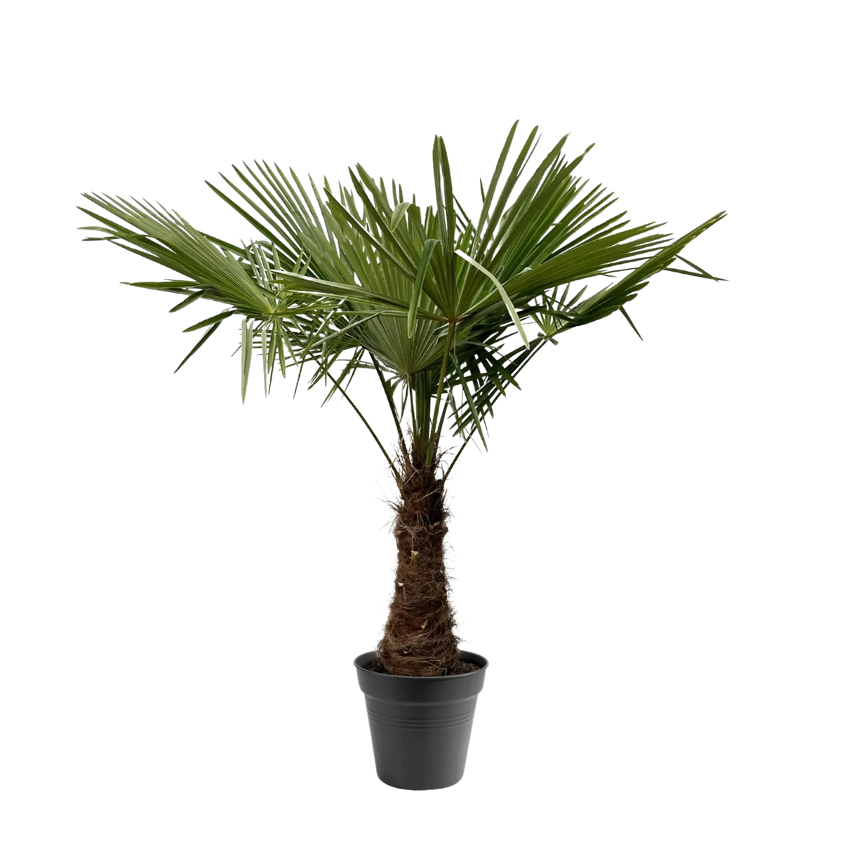 Trachycarpus Fortuneii Everspring
