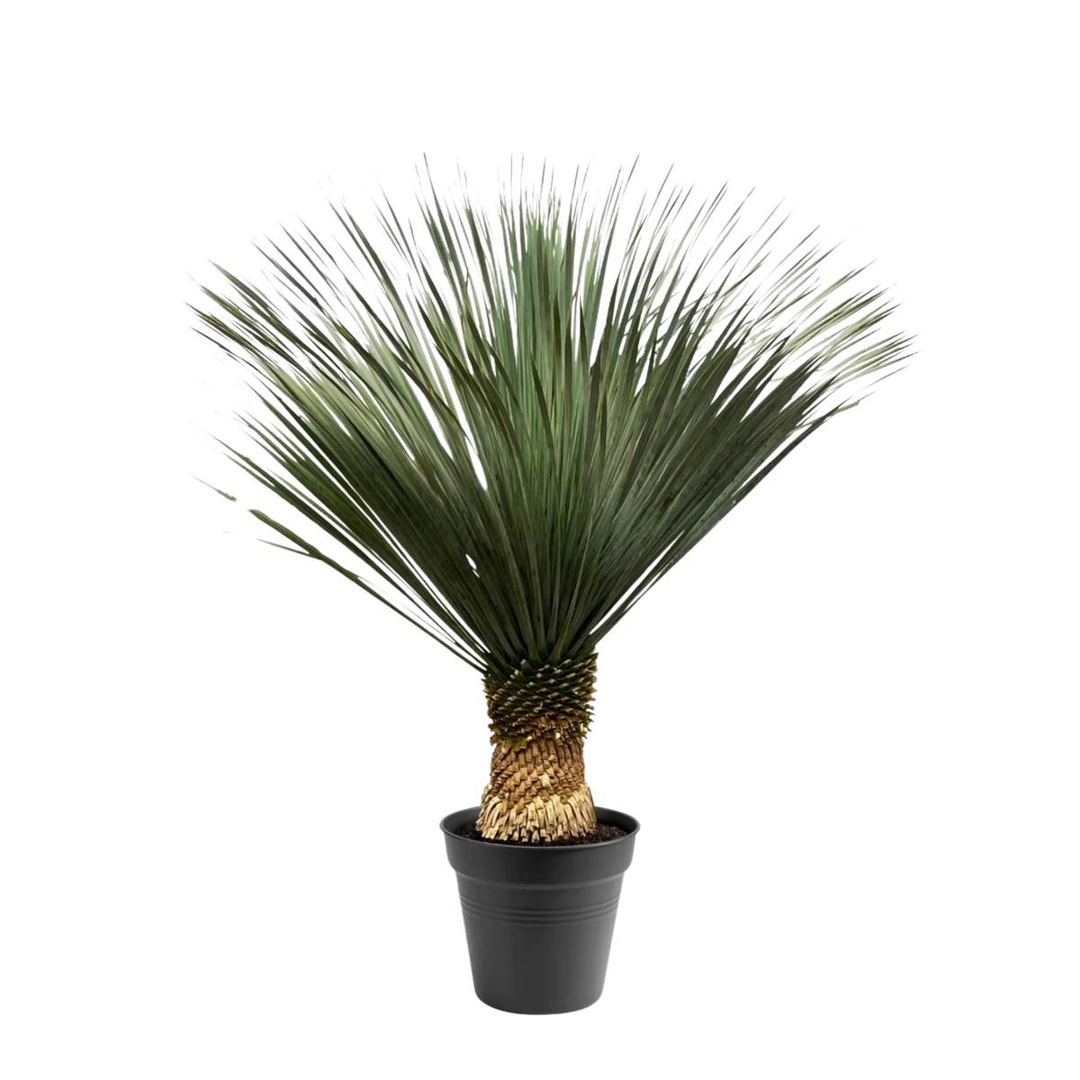 Yucca Rostrata Everspring