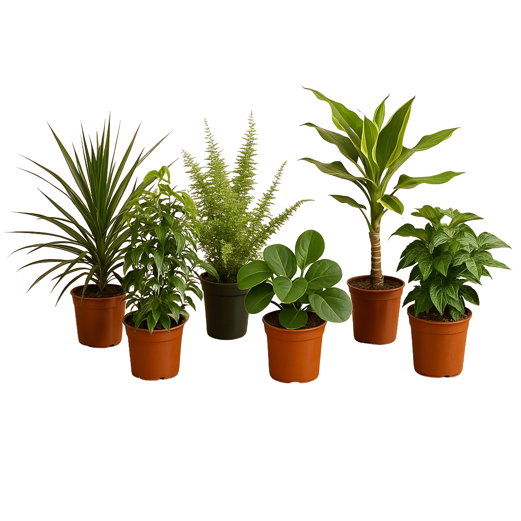 Verrassingsbox van 6 planten