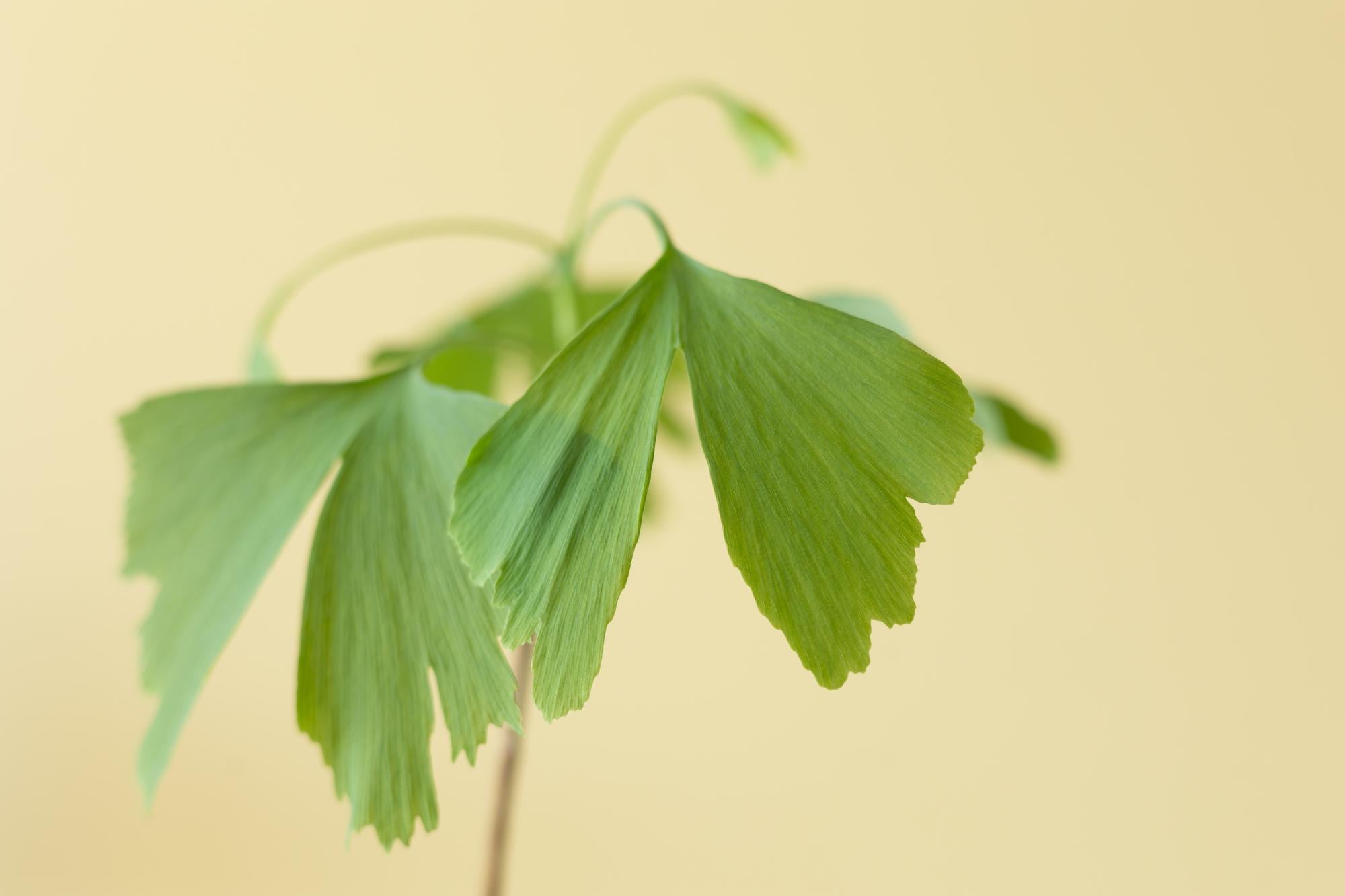 Levensboom - Ginkgo Biloba in Brievenbusdoosje