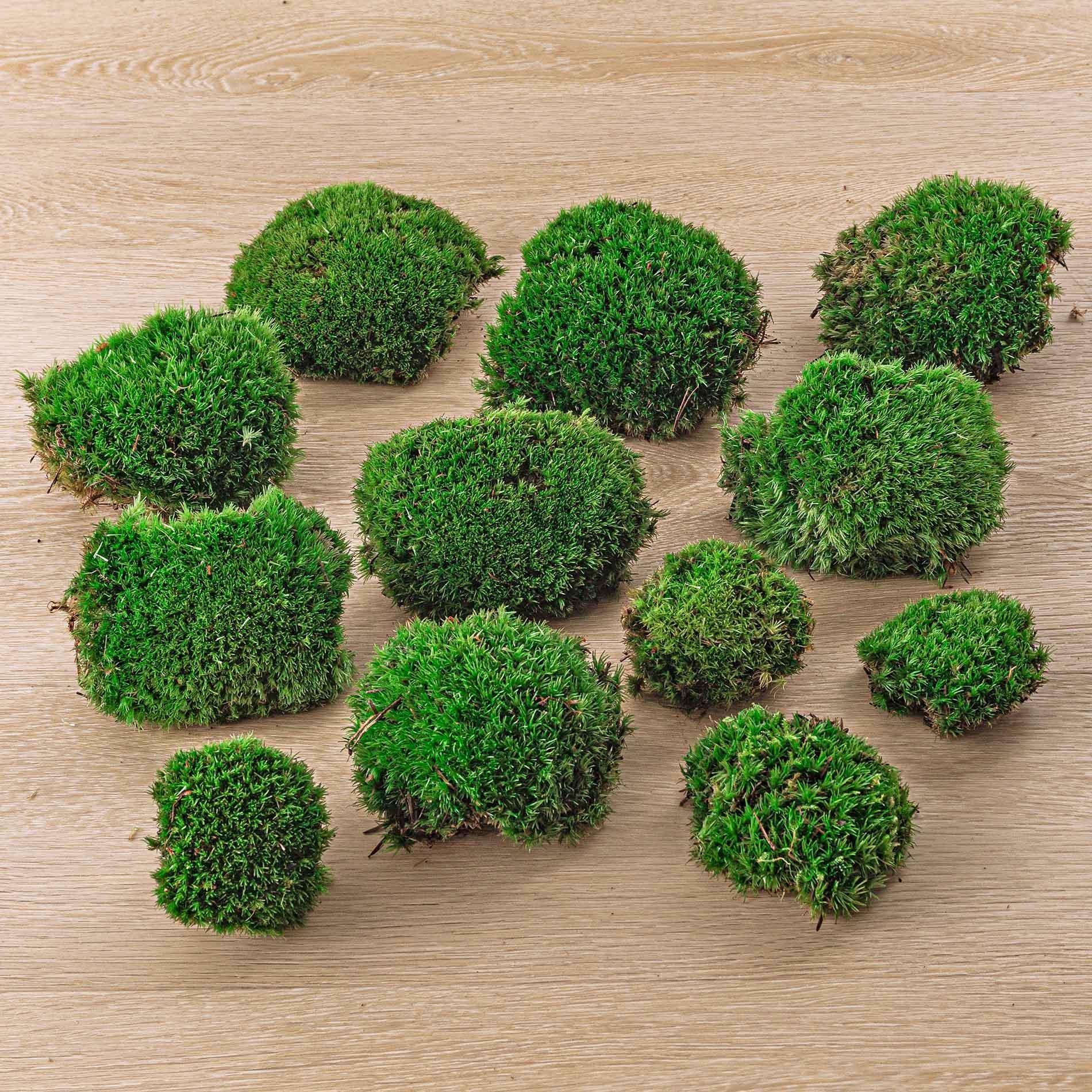 Premium Fresh Moss - 12 stuks