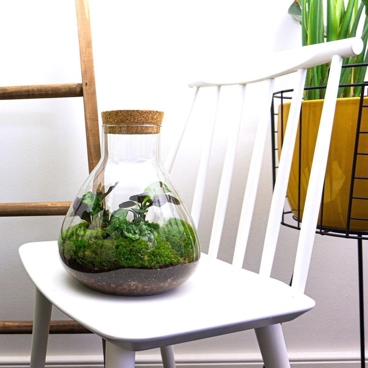Sammie Terrarium