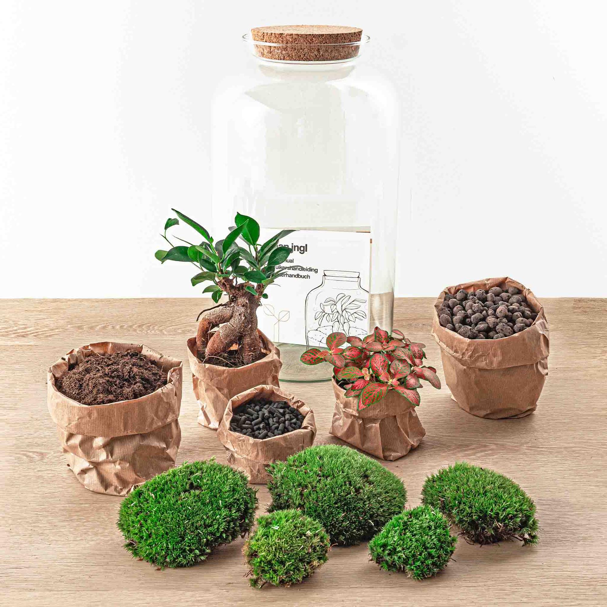 Sven Bonsai Terrarium