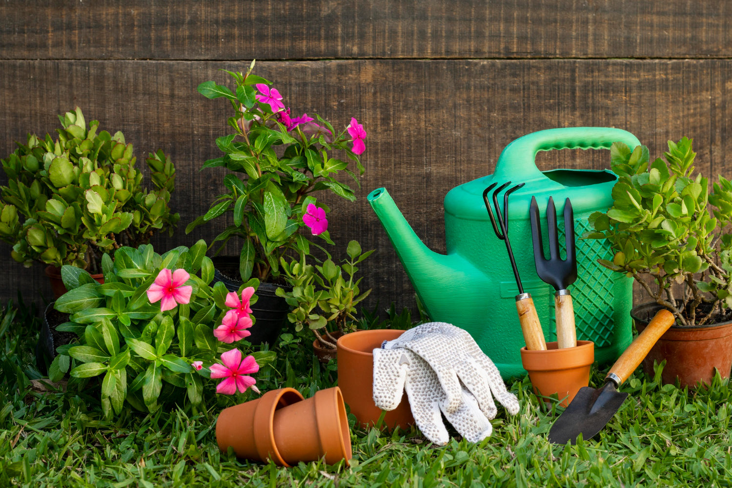 Tuinplanten