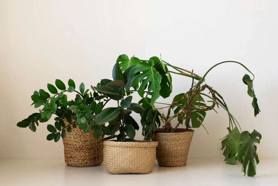 Alle-Kamerplanten Leven met Groen