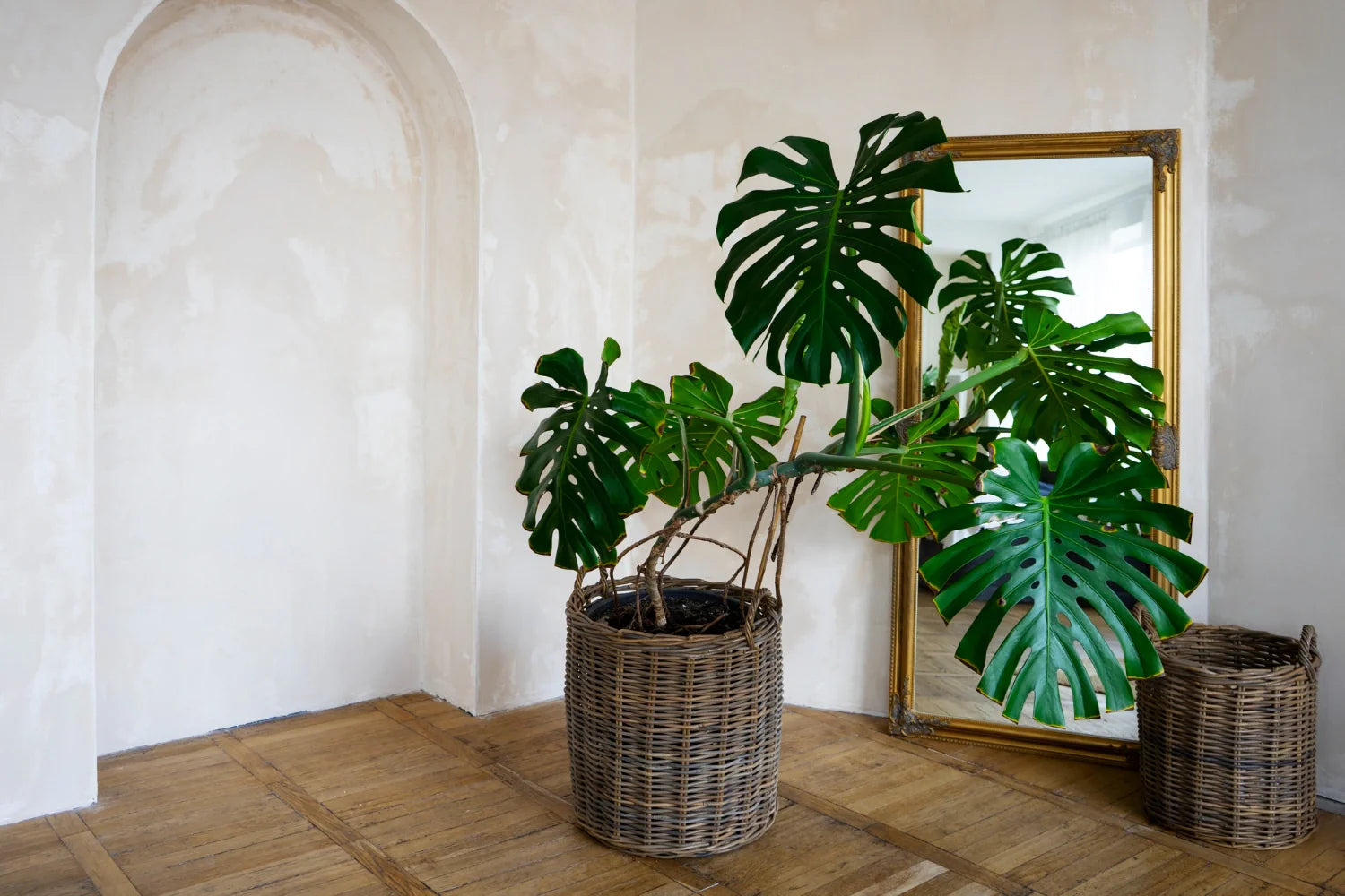 XL statement kamerplanten