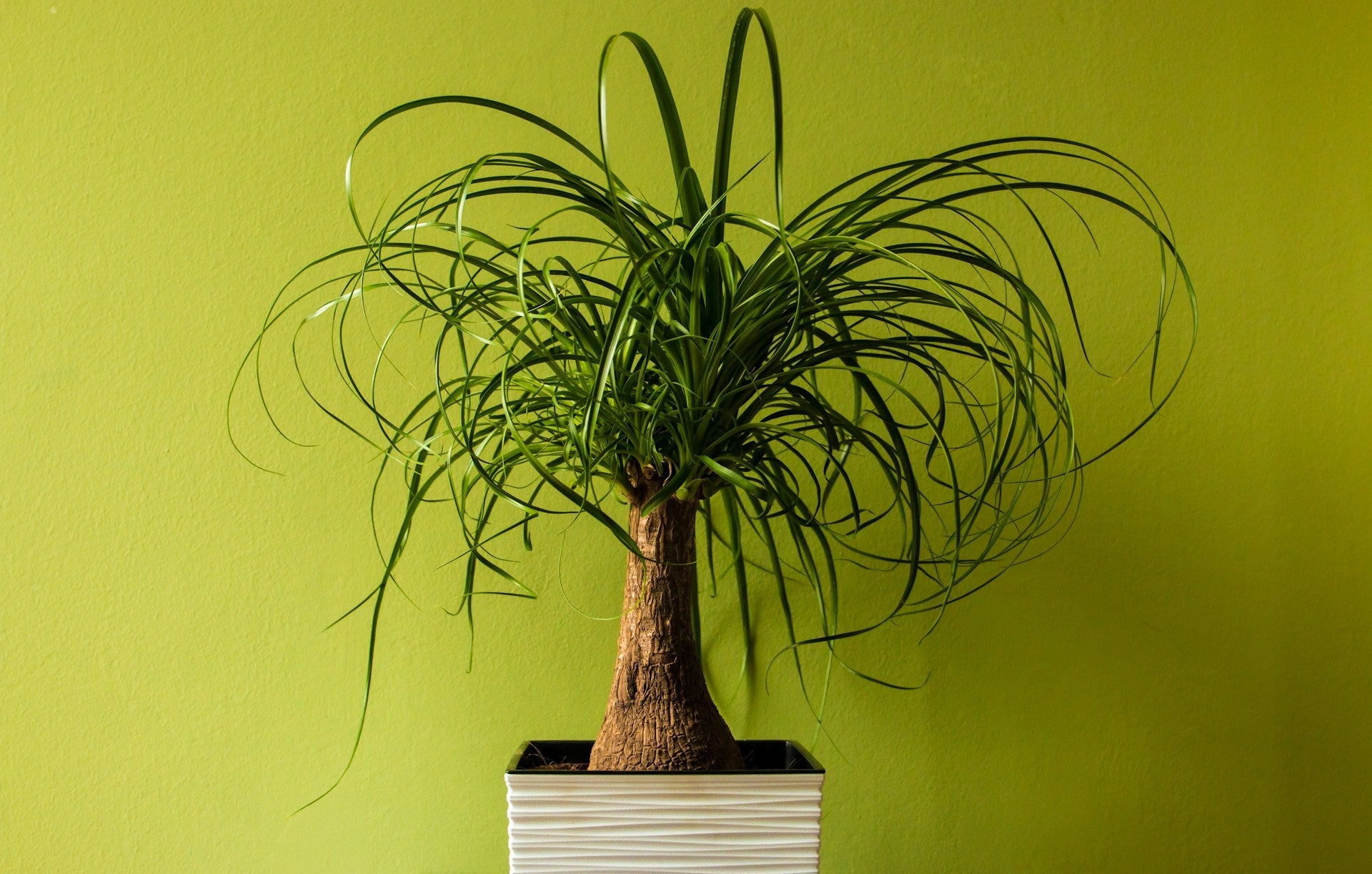 Palm Soorten