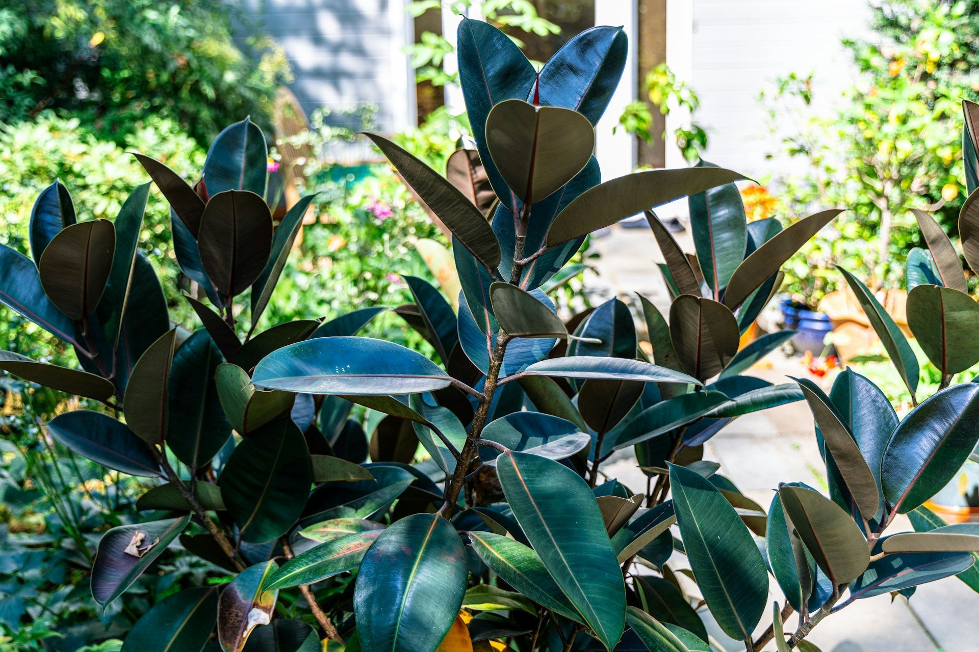 Grote statement tuinplanten