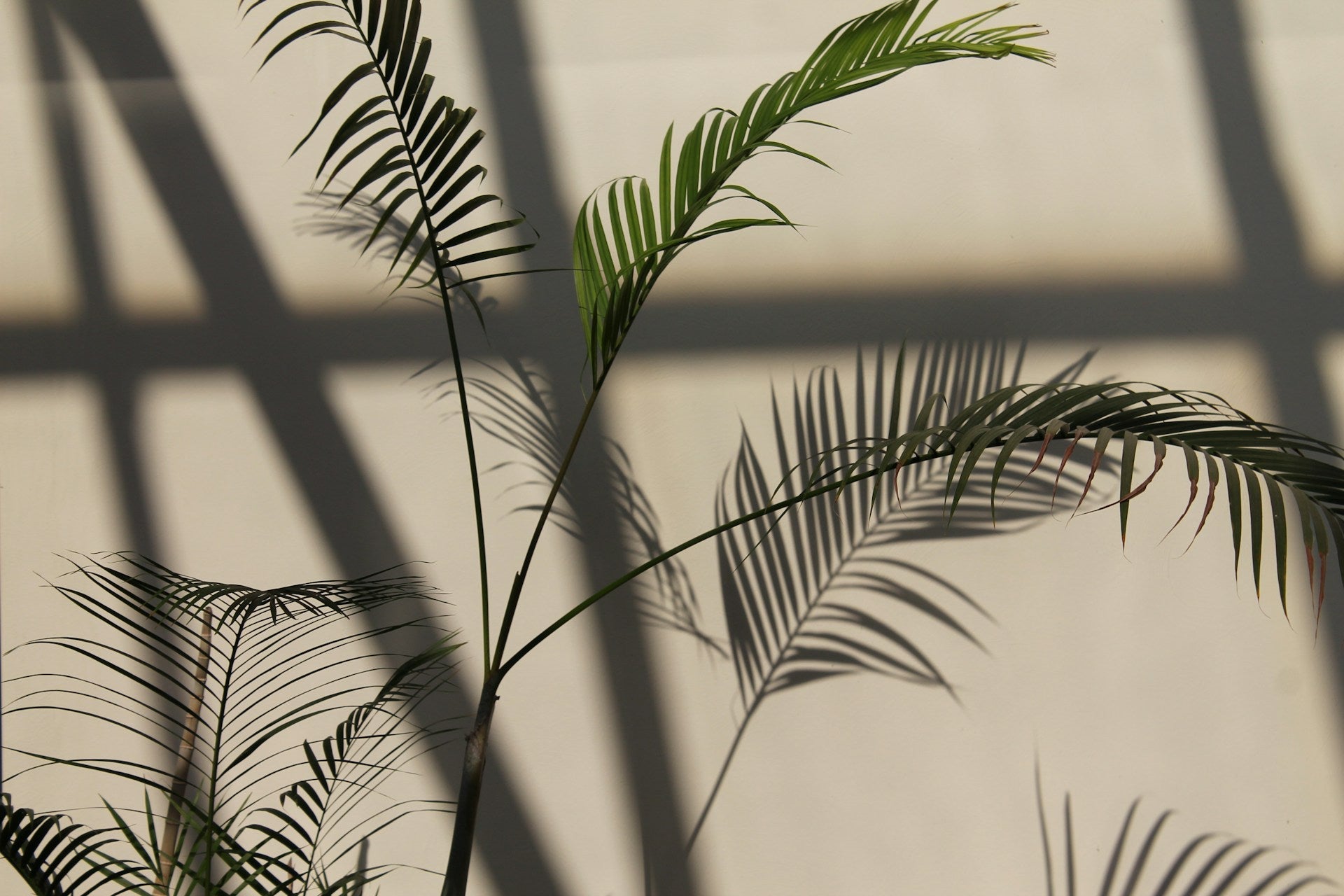 Half schaduw kamerplanten