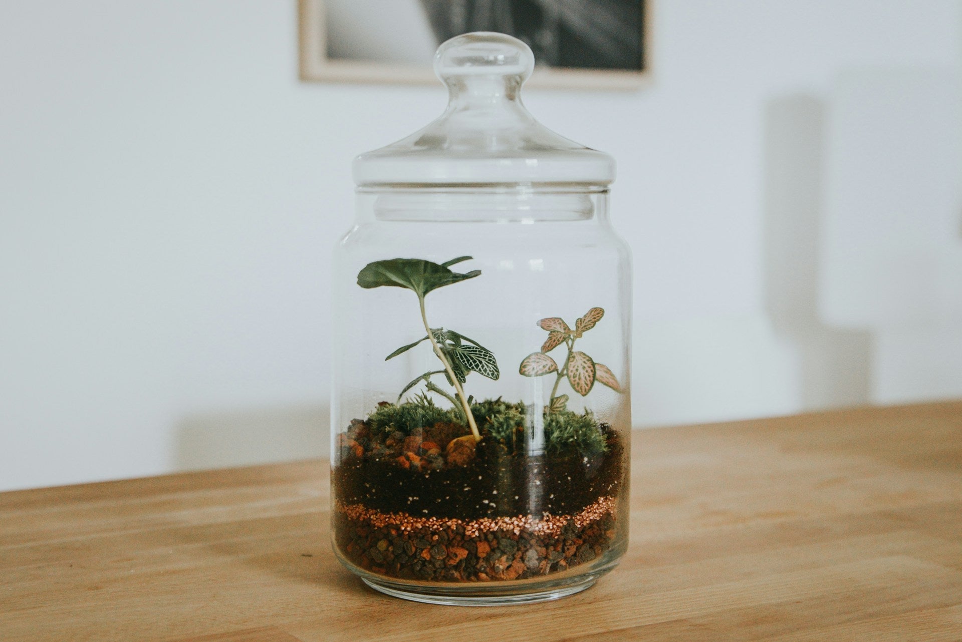 Terrarium Cadeauset