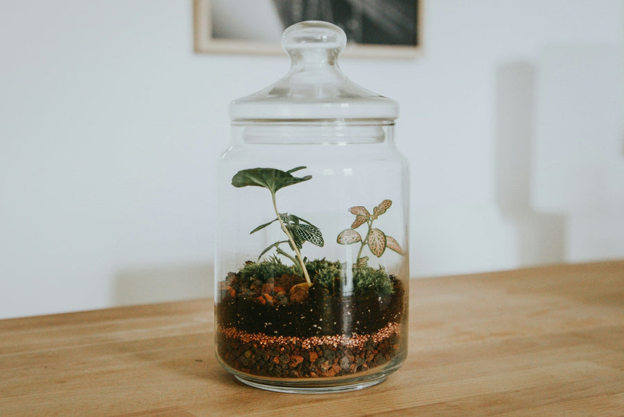 Terrarium Cadeauset