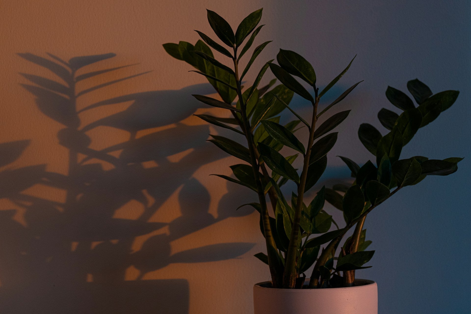 Schaduw Kamerplanten