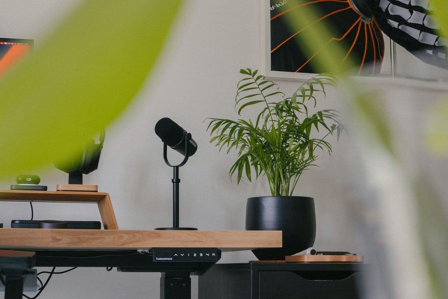 Bureau- en Kantoorplanten