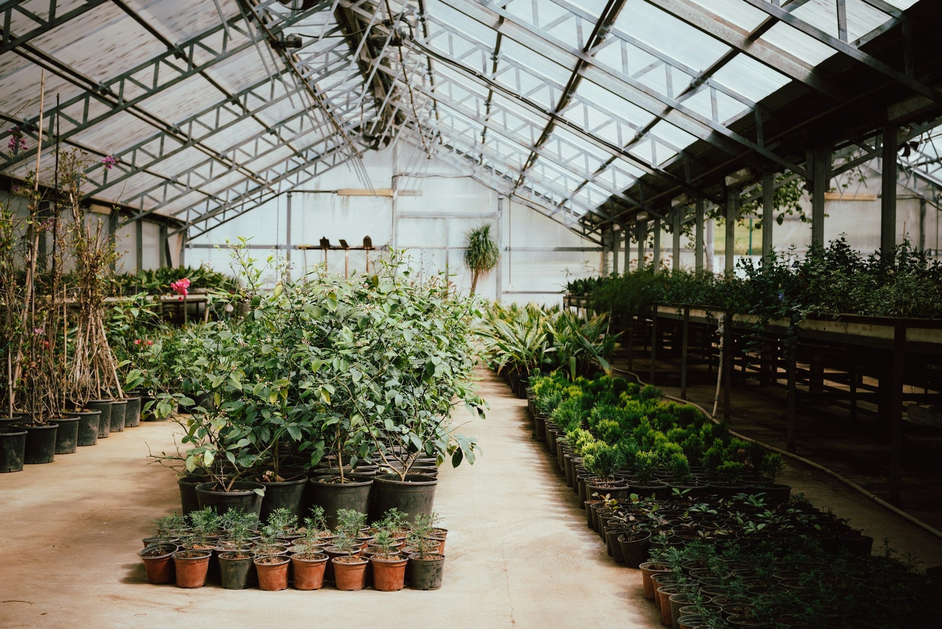 Beste verkochte tuinplanten