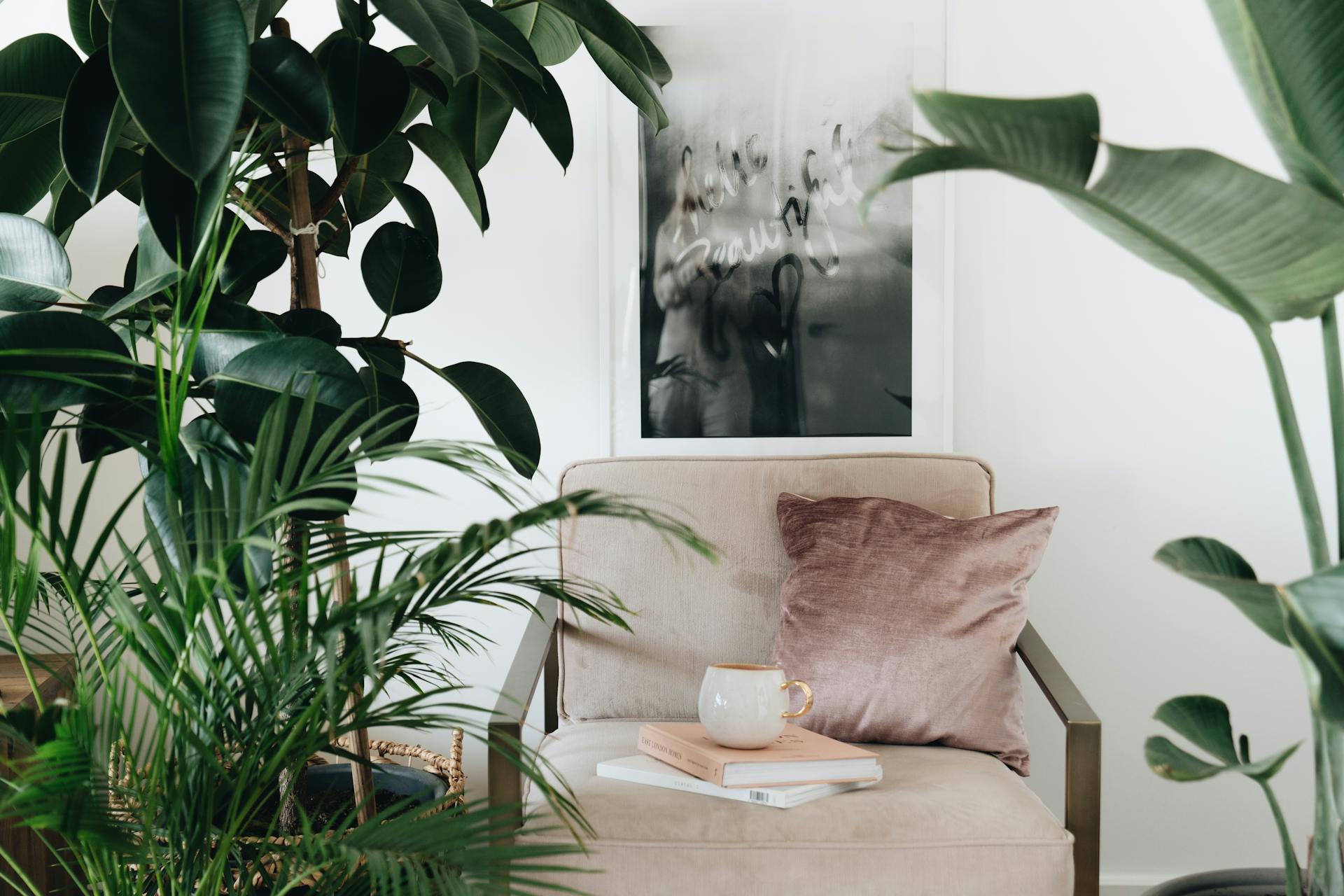 Trendy Kamerplanten