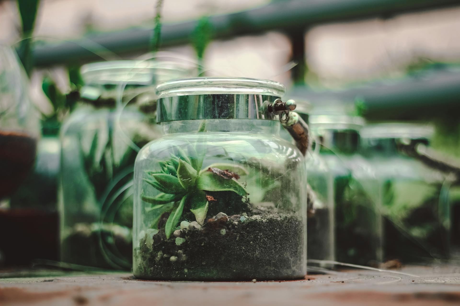 Middelgrote Terrariums