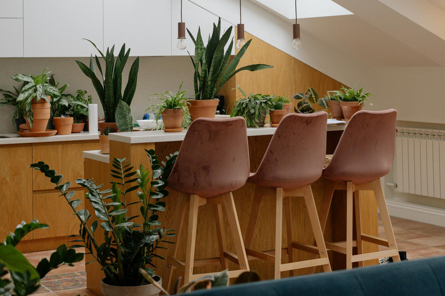 Woonkamerplanten