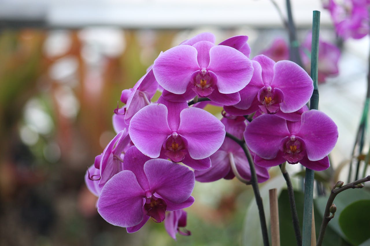 Phalaenopsis Orchidee