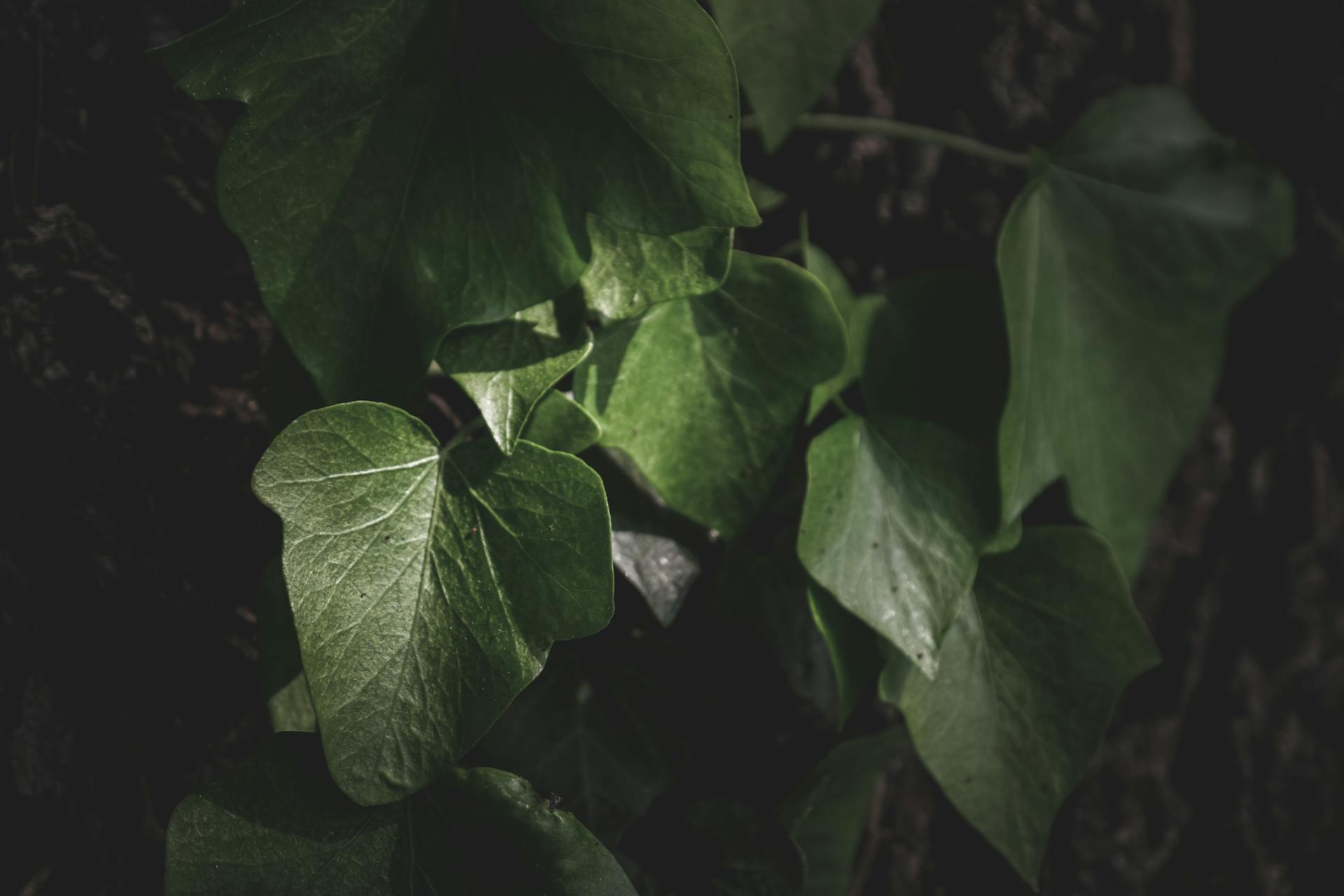 Schaduw Tuinplanten