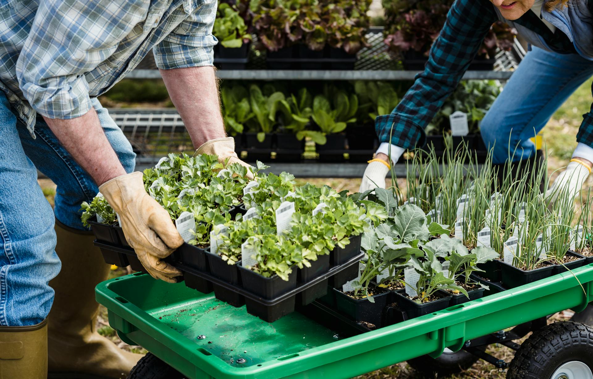 Moestuinplanten