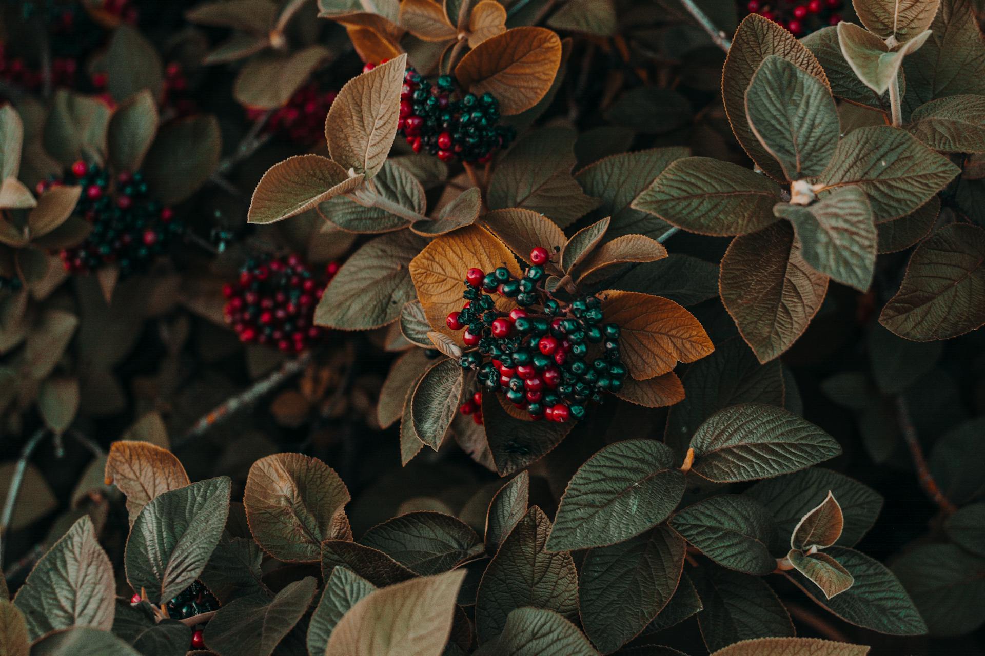 Herfst Tuinplanten