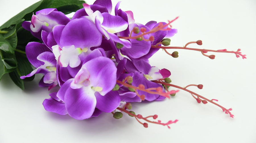 Mini-Orchideeën