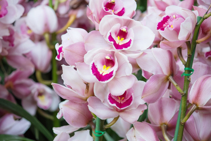 Orchideeën