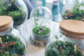 DIY Terrarium