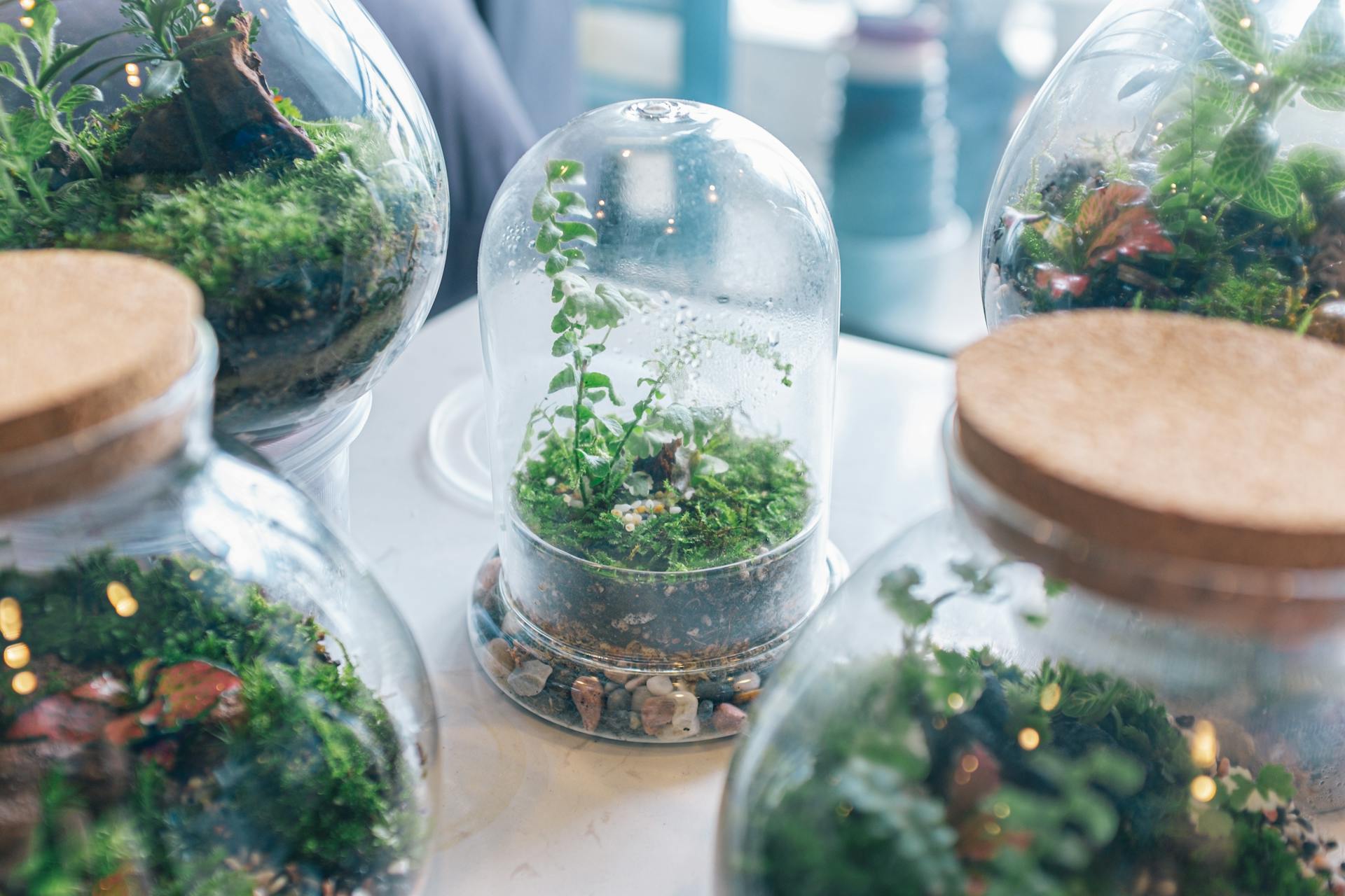 DIY Terrarium