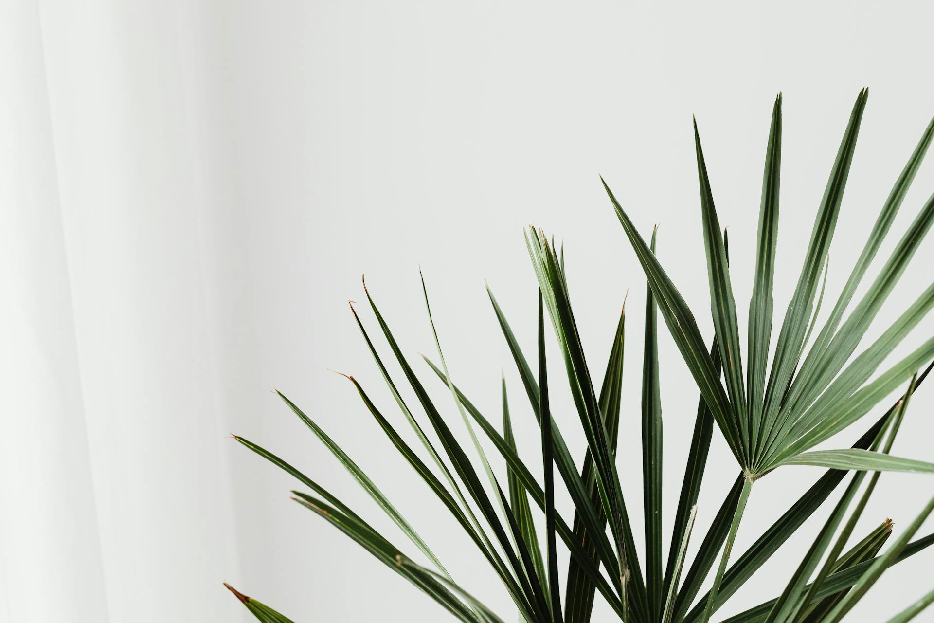 Medium & Grote kamerplanten