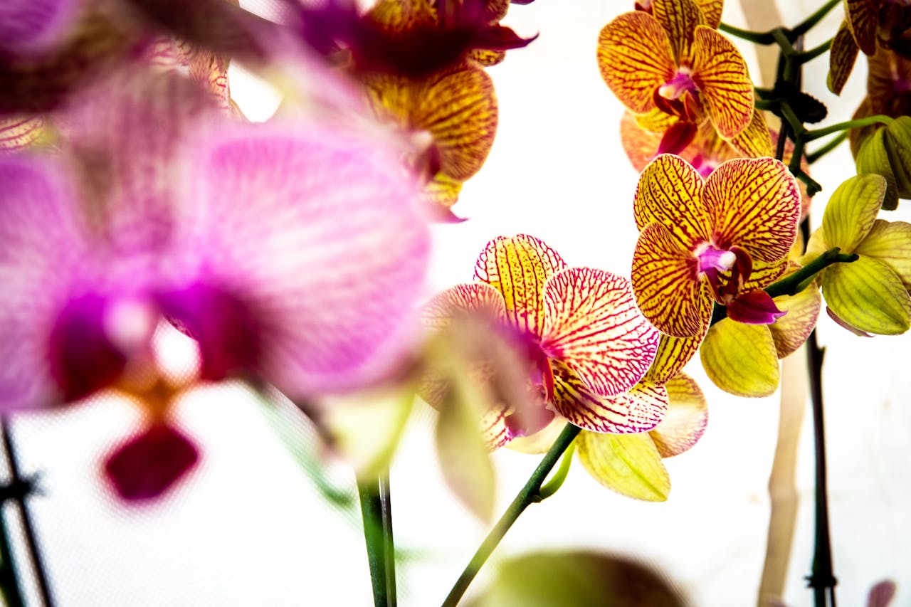 Gekleurde Orchideeën
