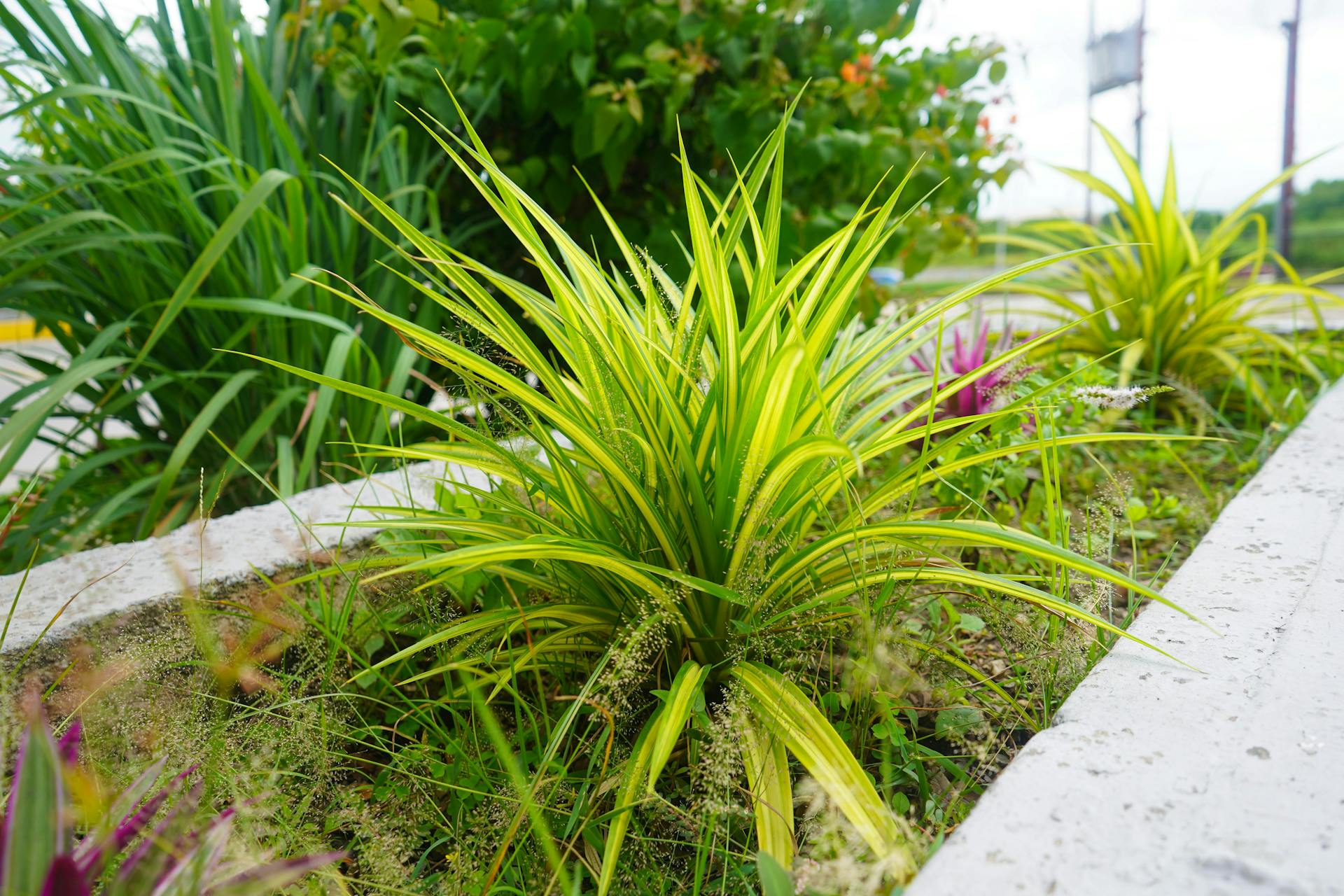 Zomer Tuinplanten