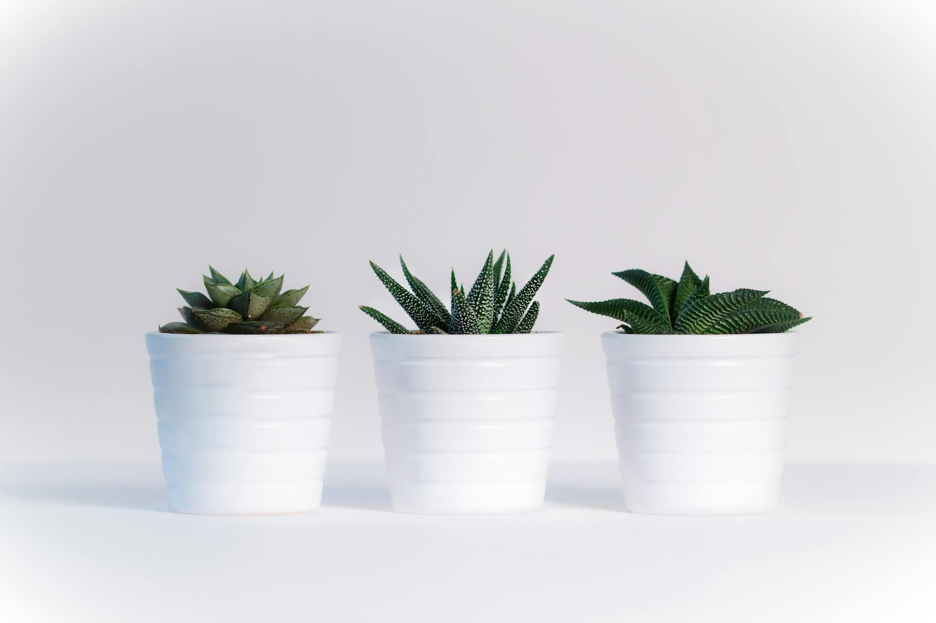 Eenvoudige verzorging kamerplanten